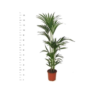 Howea Forsteriana 5 Pp