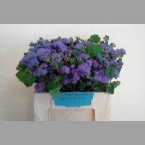 AGER H BLUE PLANET