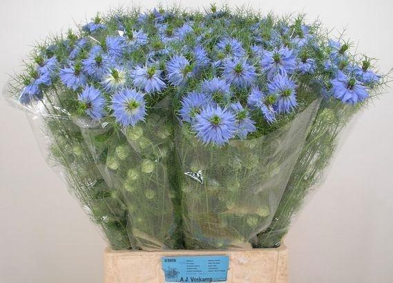 <h4>NIGE D SKY BLUE</h4>