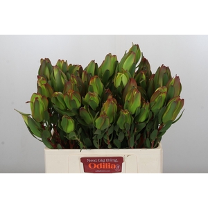 LEUCAD LAUREL YELLOW