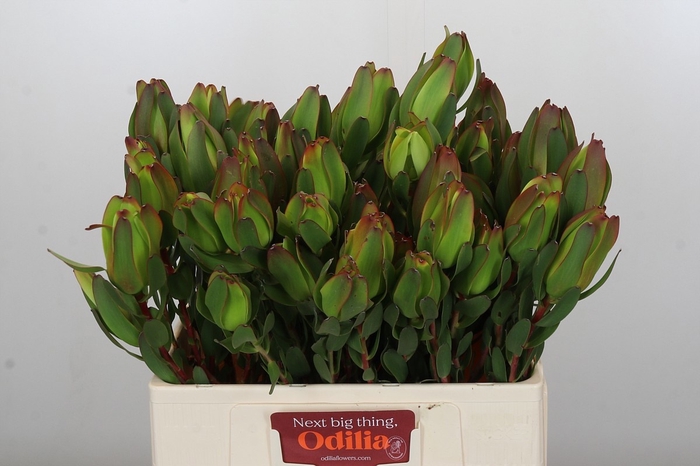 <h4>LEUCAD LAUREL YELLOW</h4>