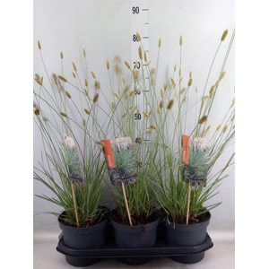 Sesleria nitida