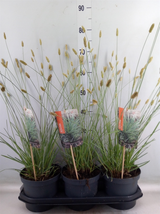 <h4>Sesleria nitida</h4>