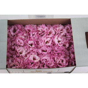 LISIANTHUS FLOR ROSA