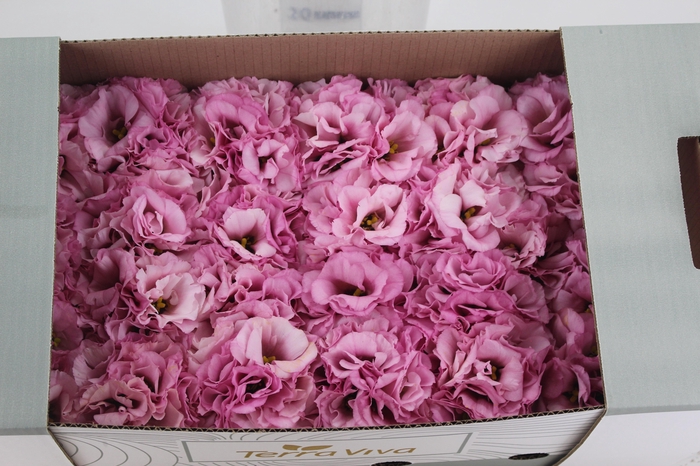 <h4>LISIANTHUS FLOR ROSA</h4>