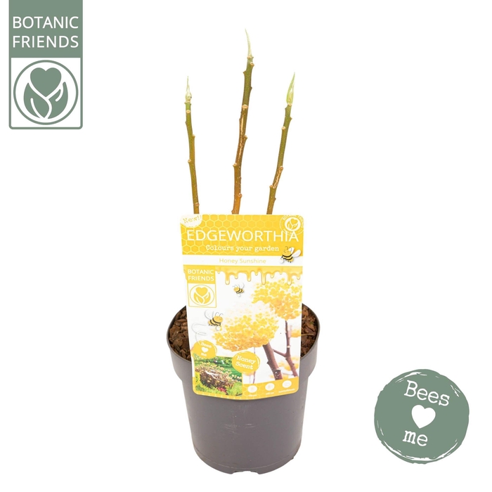 <h4>Edgeworthia chrysantha 'Honey Sunshine’</h4>