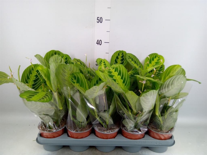 <h4>Maranta leuc. 'Lemon'</h4>