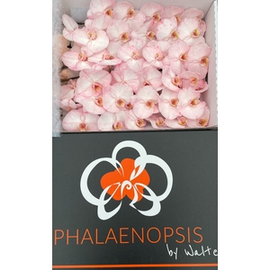 Phalaenopsis Coloured Candy Doos