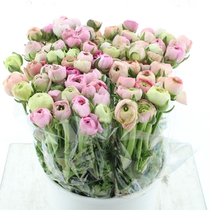 Ran El Pastel Pink Extra