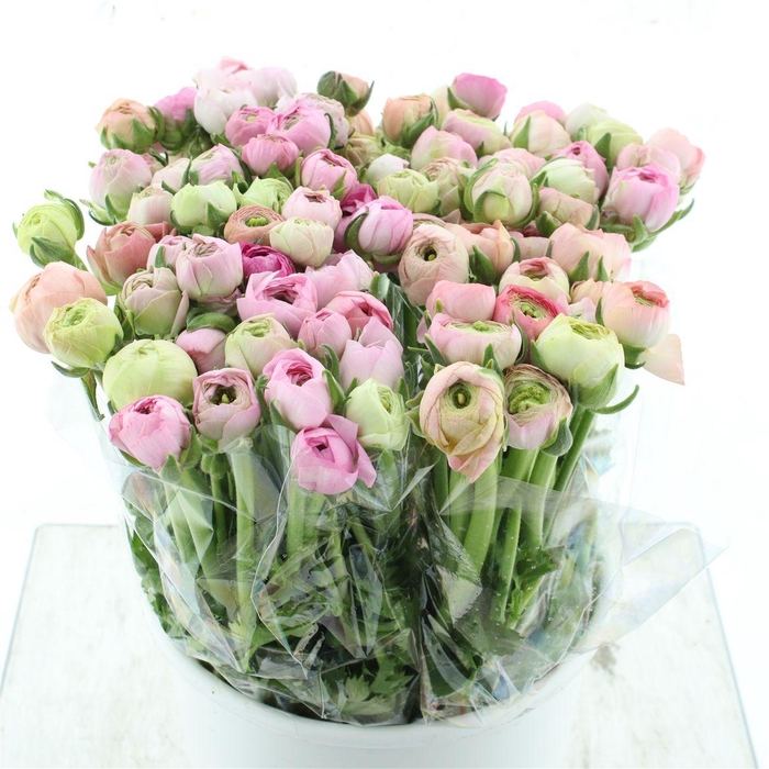 <h4>Ran El Pastel Pink Extra</h4>