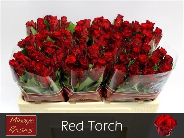 R GR RED TORCH