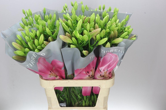 <h4>Lil La Tirreno</h4>