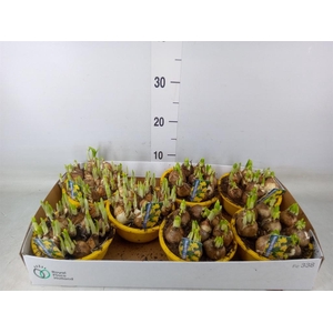 Narcissus  'Tete a tete'