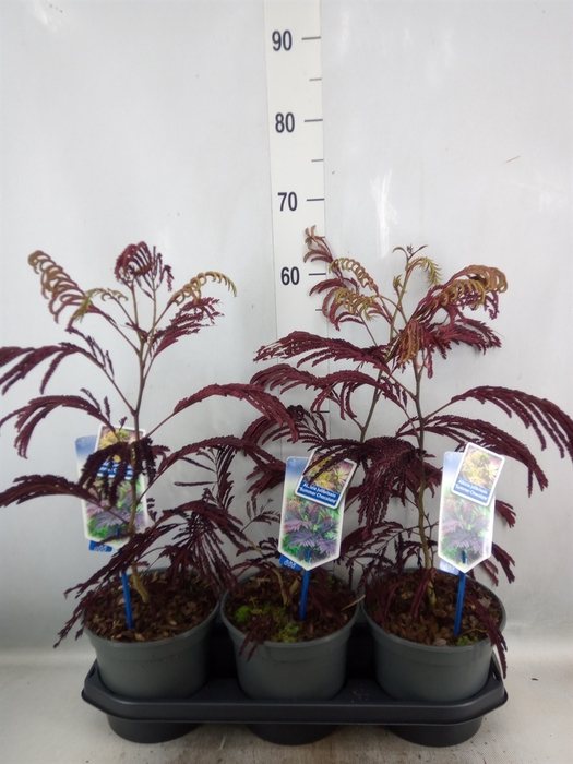 <h4>Albizia julibrissin</h4>