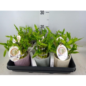 Dracaena sand. 'Lucky Bamboo' ..pyr