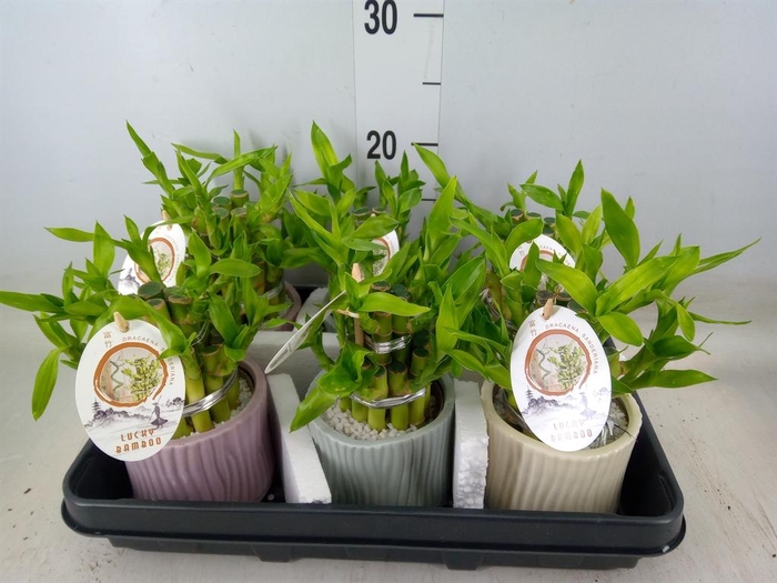 <h4>Dracaena sand. 'Lucky Bamboo' ..pyr</h4>