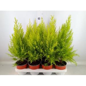 Cupressus macro. 'Goldcrest Wilma'