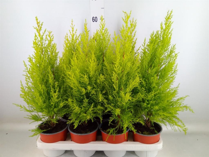 <h4>Cupressus macro. 'Goldcrest Wilma'</h4>
