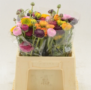 Ranunculus Mix