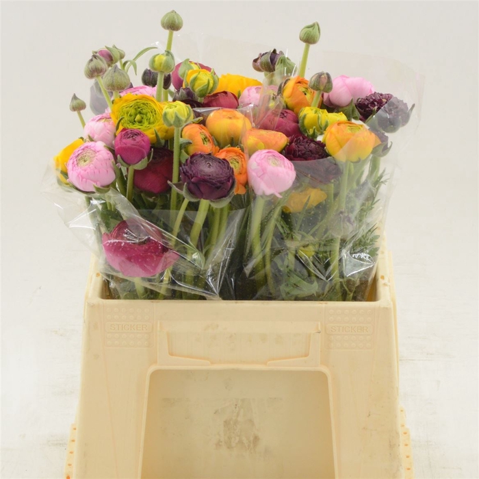 <h4>Ranunculus Mix</h4>