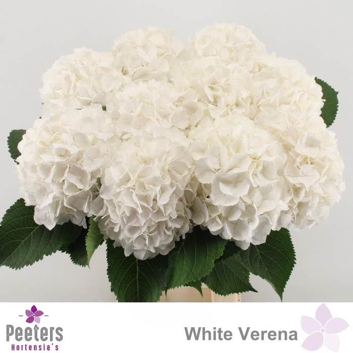 <h4>HYDR M CH WHI VERENA</h4>