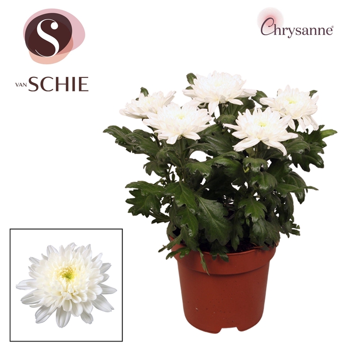 <h4>Chrys Zembla Next White P17</h4>