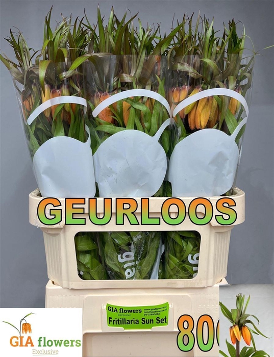 <h4>Fritillaria Sunset</h4>