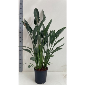 Strelitzia reginae met knop