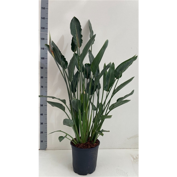 <h4>Strelitzia reginae met knop</h4>