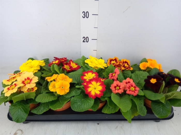 <h4>Primula ac.   ...</h4>