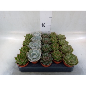 Echeveria   ...mix