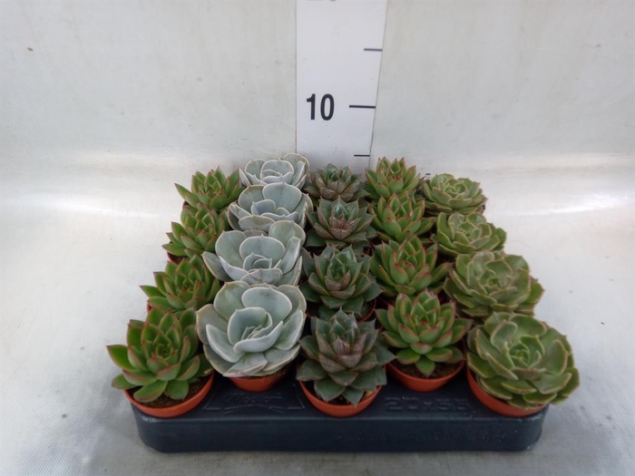 <h4>Echeveria   ...mix</h4>