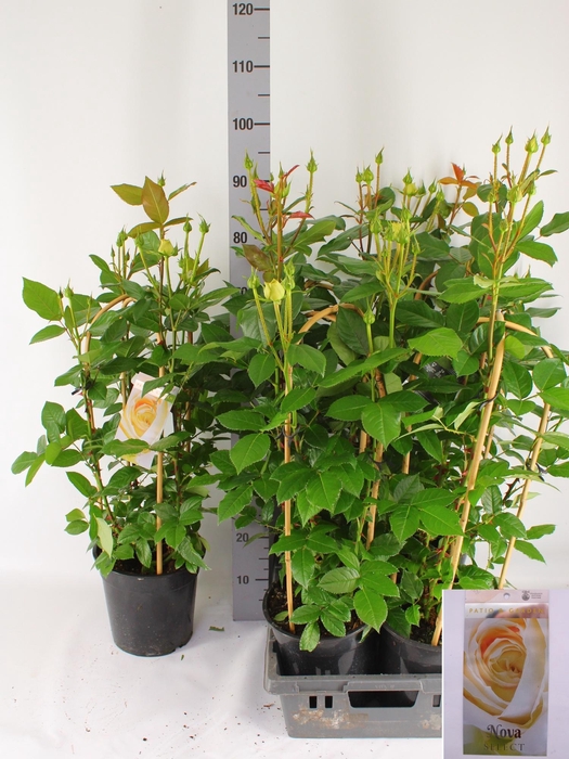 <h4>ROSA FL NOVA SELECT</h4>