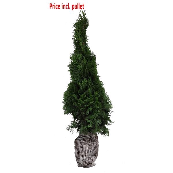<h4>Thuja occ. Smaragd, plantmaat 100+ cm - Rondgestoken - KLUIT</h4>