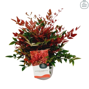 Nandina domestica 'Obsessed' P17