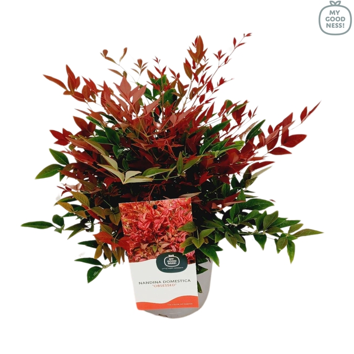<h4>Nandina domestica 'Obsessed' P17</h4>