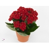 Kalanchoe blos. 'Secret'