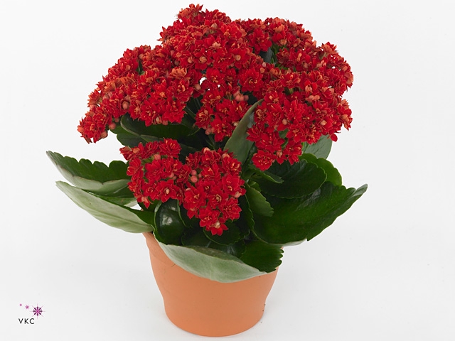 Kalanchoe blos. 'Secret'