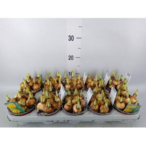 Narcissus  'Tete a tete'