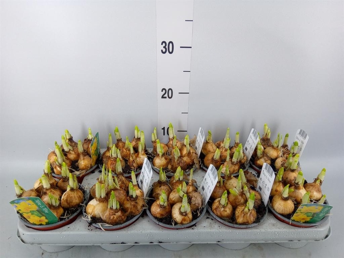 <h4>Narcissus 'Tete a tete'</h4>