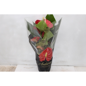 ANTHURIUM MICHIGAN P17 PREMIUM