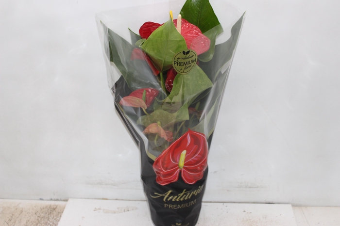 <h4>ANTHURIUM MICHIGAN P17 PREMIUM</h4>