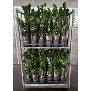 Zamioculcas 75 cm 8veren