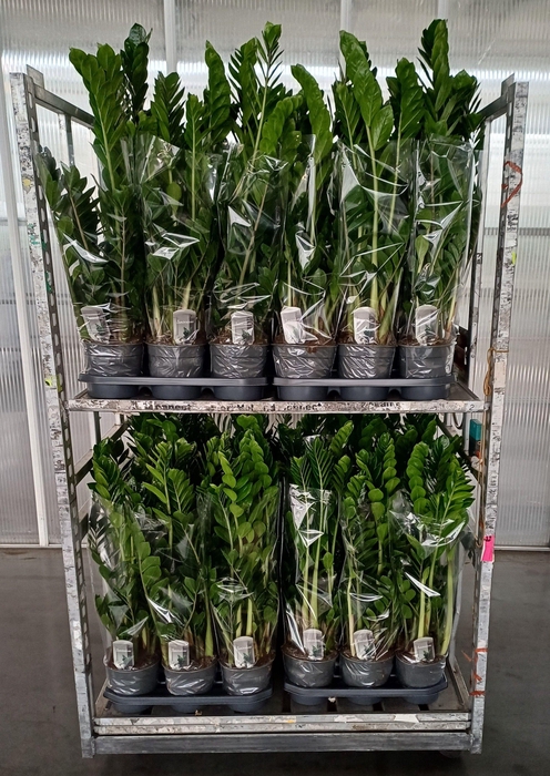 <h4>Zamioculcas 75 cm 8veren</h4>