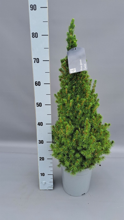 <h4>Picea glauca 'Conica'</h4>