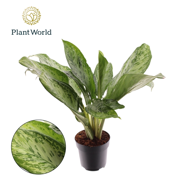 <h4>Aglaonema Greenlight</h4>