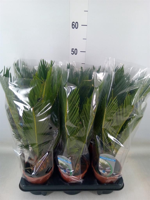 <h4>Cycas revoluta</h4>