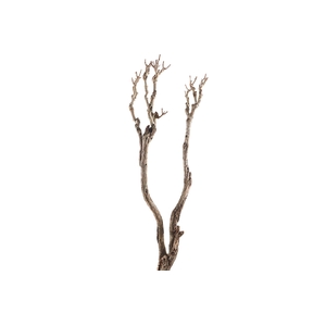 Syringa Branch Super Walczyk