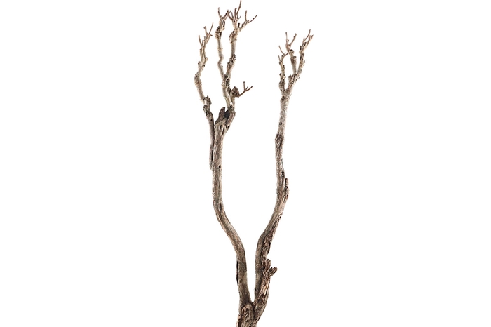 <h4>Syringa Branch Super Walczyk</h4>