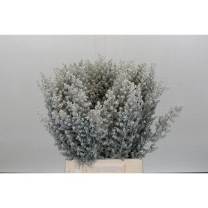 Kochia (maireana Sedifolia)